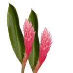 bulk pink ginger tropical flowers