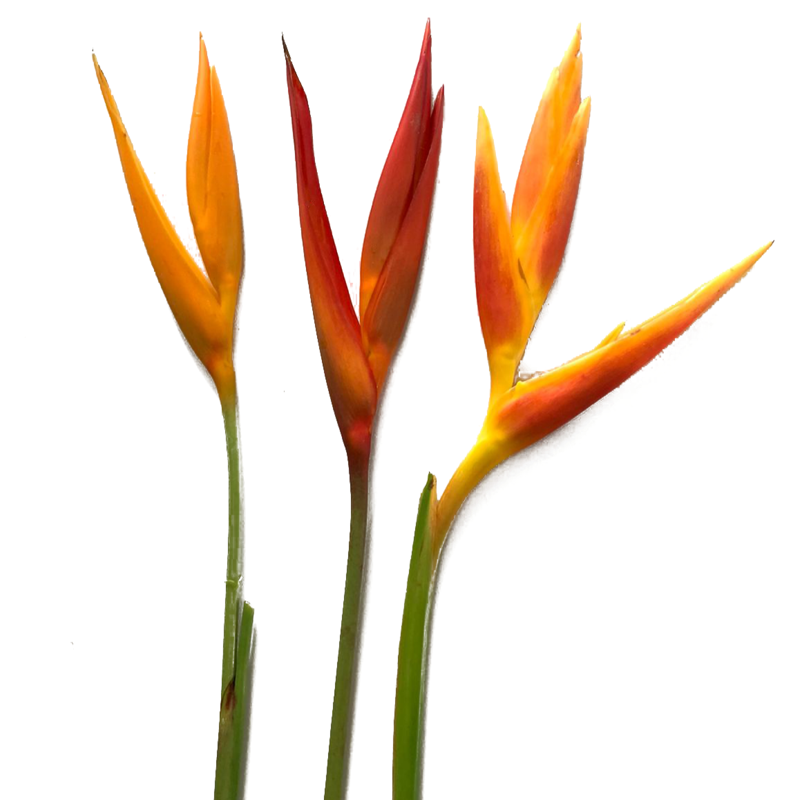 Bulk Golden Mix Heliconia