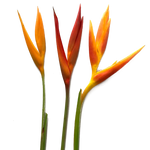 Bulk Golden Mix Heliconia