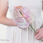 Abalone Iridescent Anthurium by Petal Icon