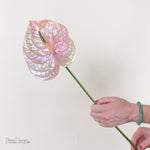 Abalone Iridescent Anthurium by Petal Icon