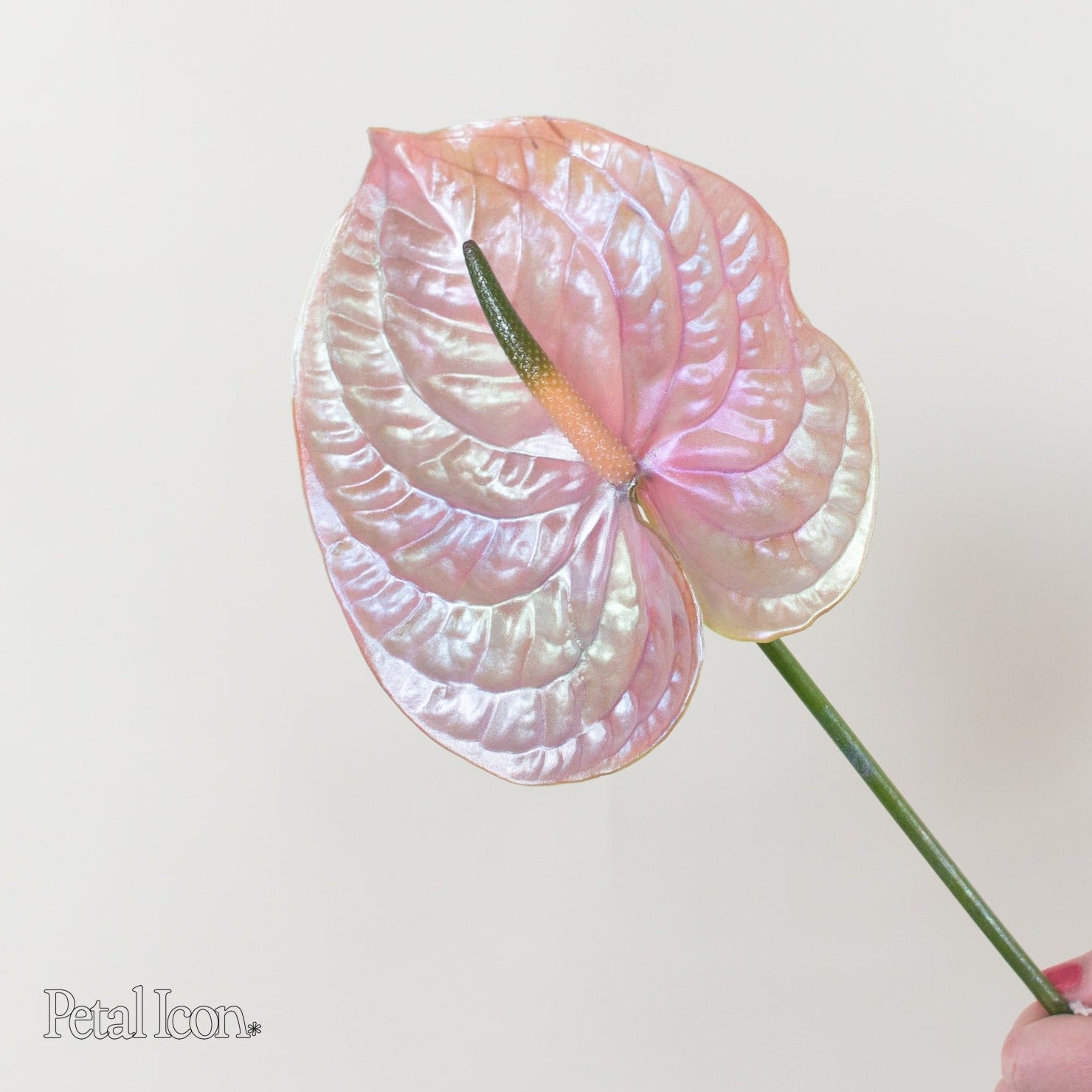 Abalone Iridescent Anthurium by Petal Icon