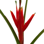 Bulk Musa Coccinea