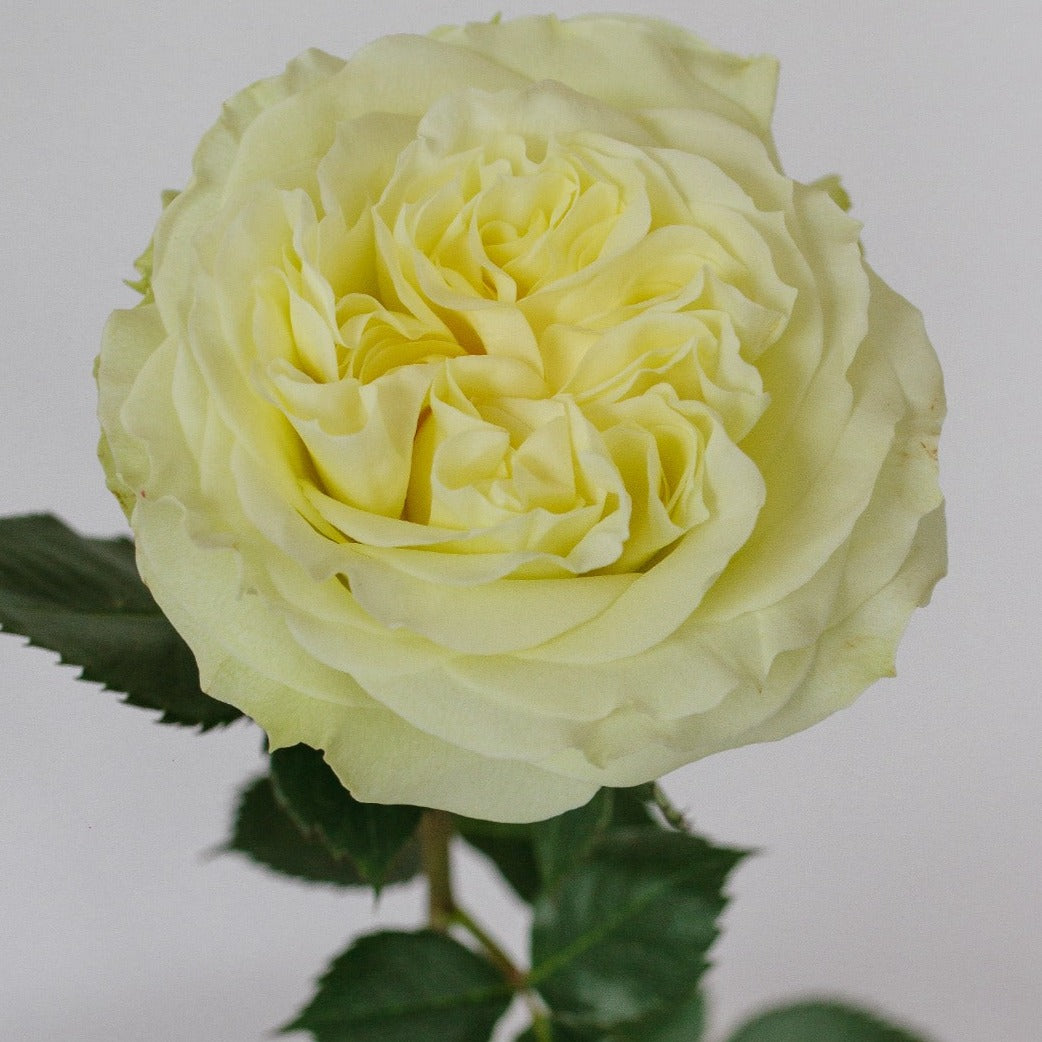 mayra's white wedding garden roses