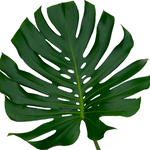 bulk monstera leaves