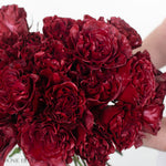 bulk red rose