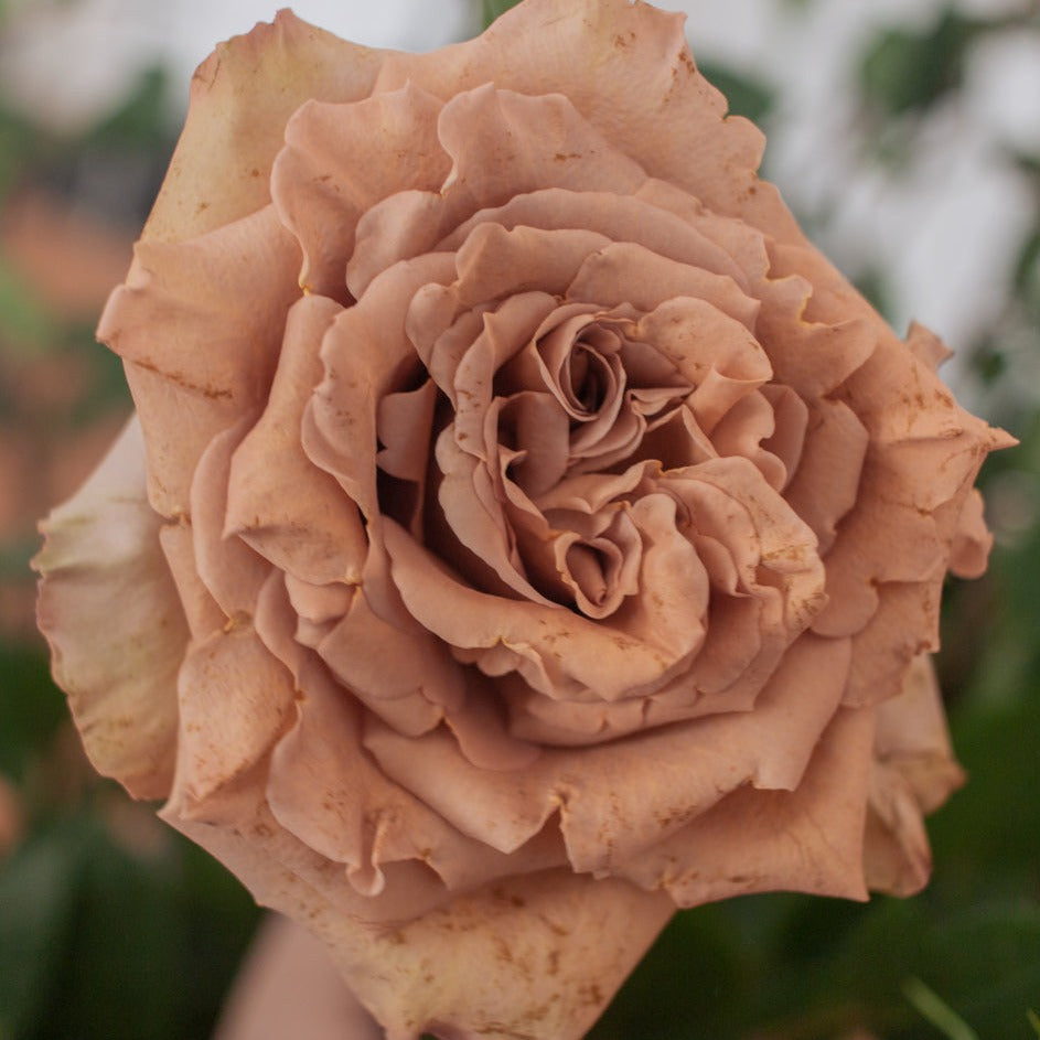 bulk brown toffee roses