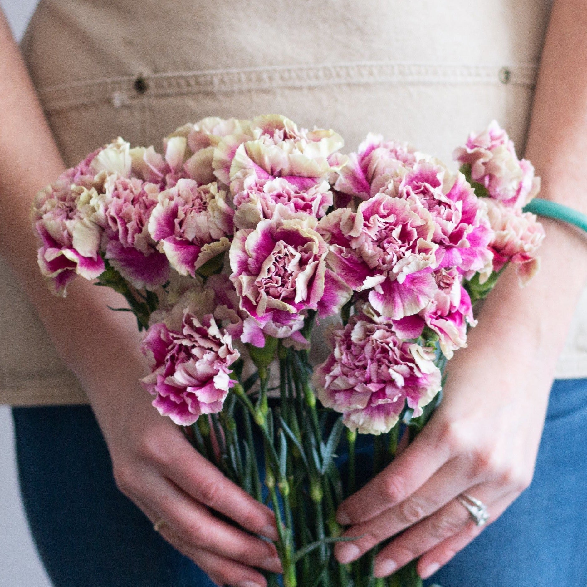 Bulk Antigua Carnations