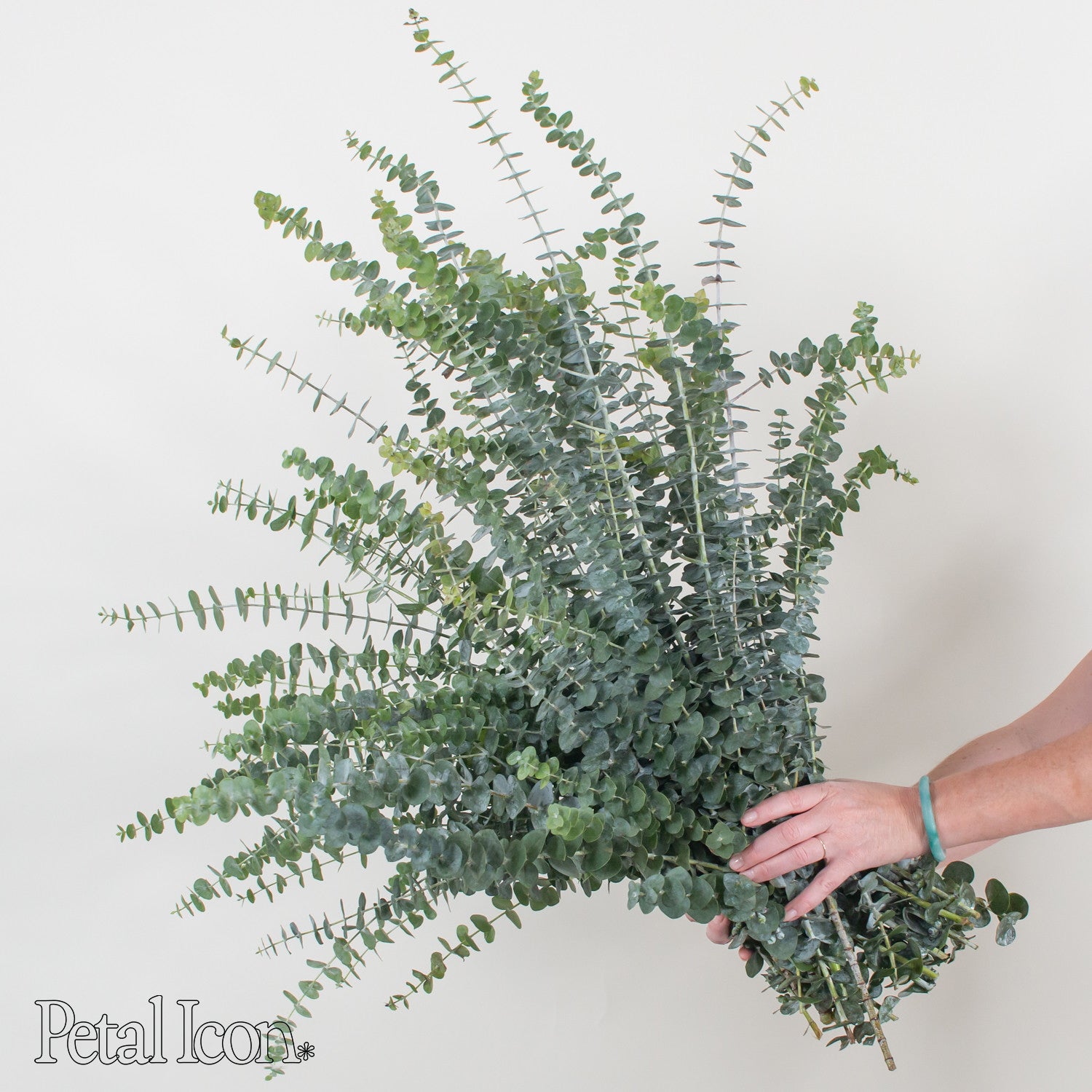 baby eucalyptus greenery by petal icon