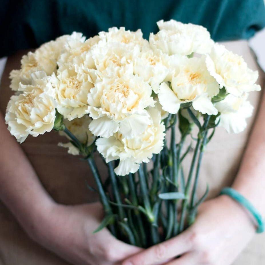 bulk cream carnations