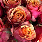 bulk bicolor cherry brandy roses