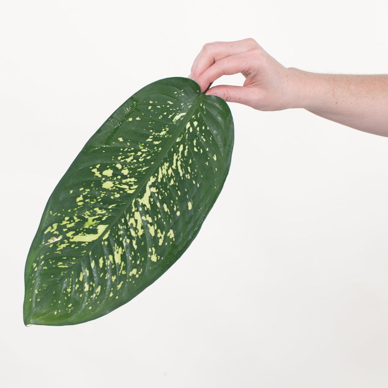 Bulk Variegated Dieffenbachia Greenery