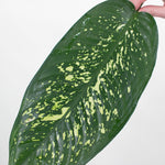 Bulk Variegated Dieffenbachia Greenery