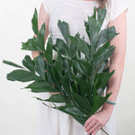 Bulk Fishtail Palm Greenery