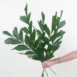 Bulk Fishtail Palm Greenery