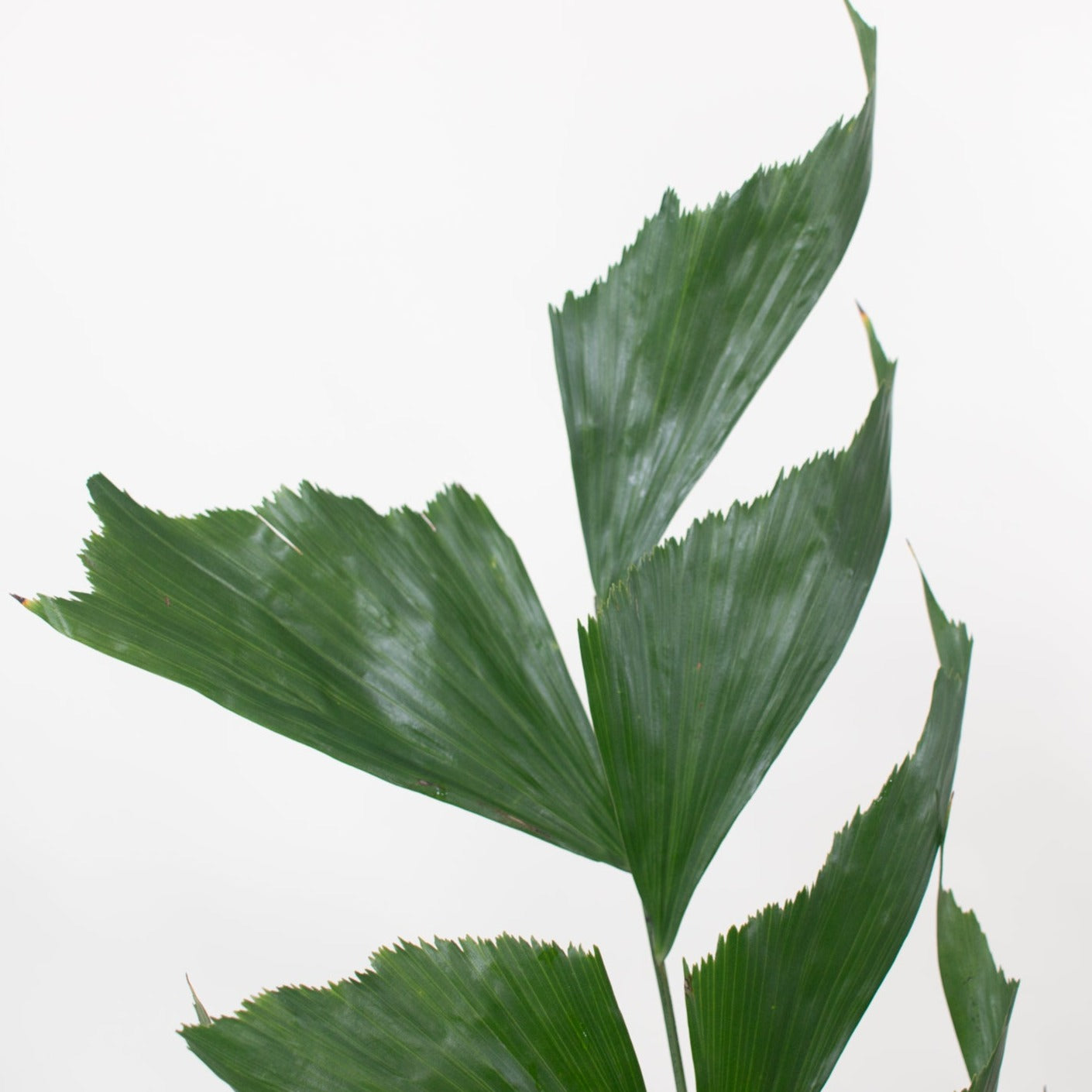 Bulk Fishtail Palm Greenery