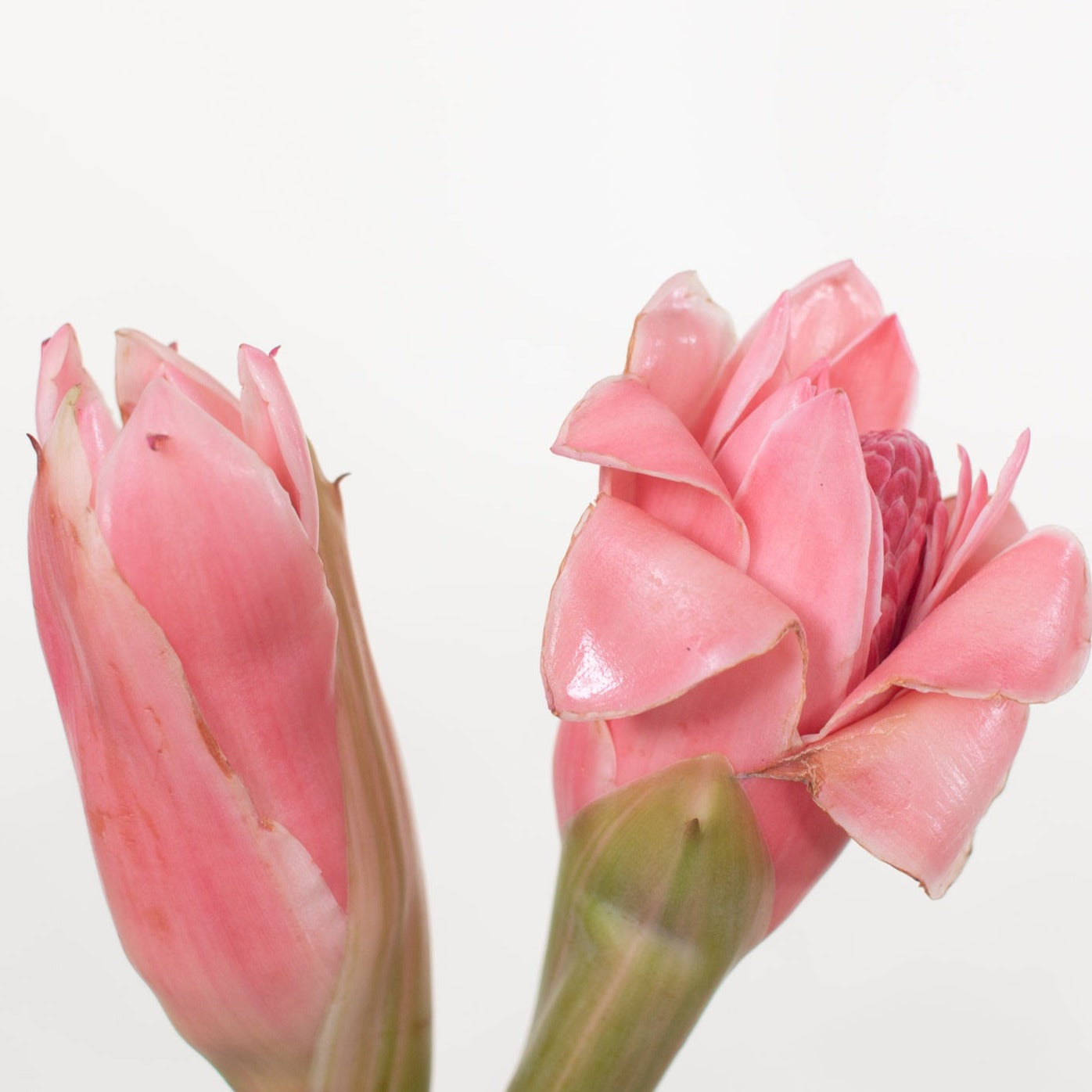 Bulk Pink Torch Ginger