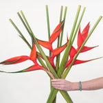 Bulk Red Iris Heliconia