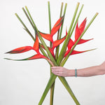 Bulk Red Iris Heliconia