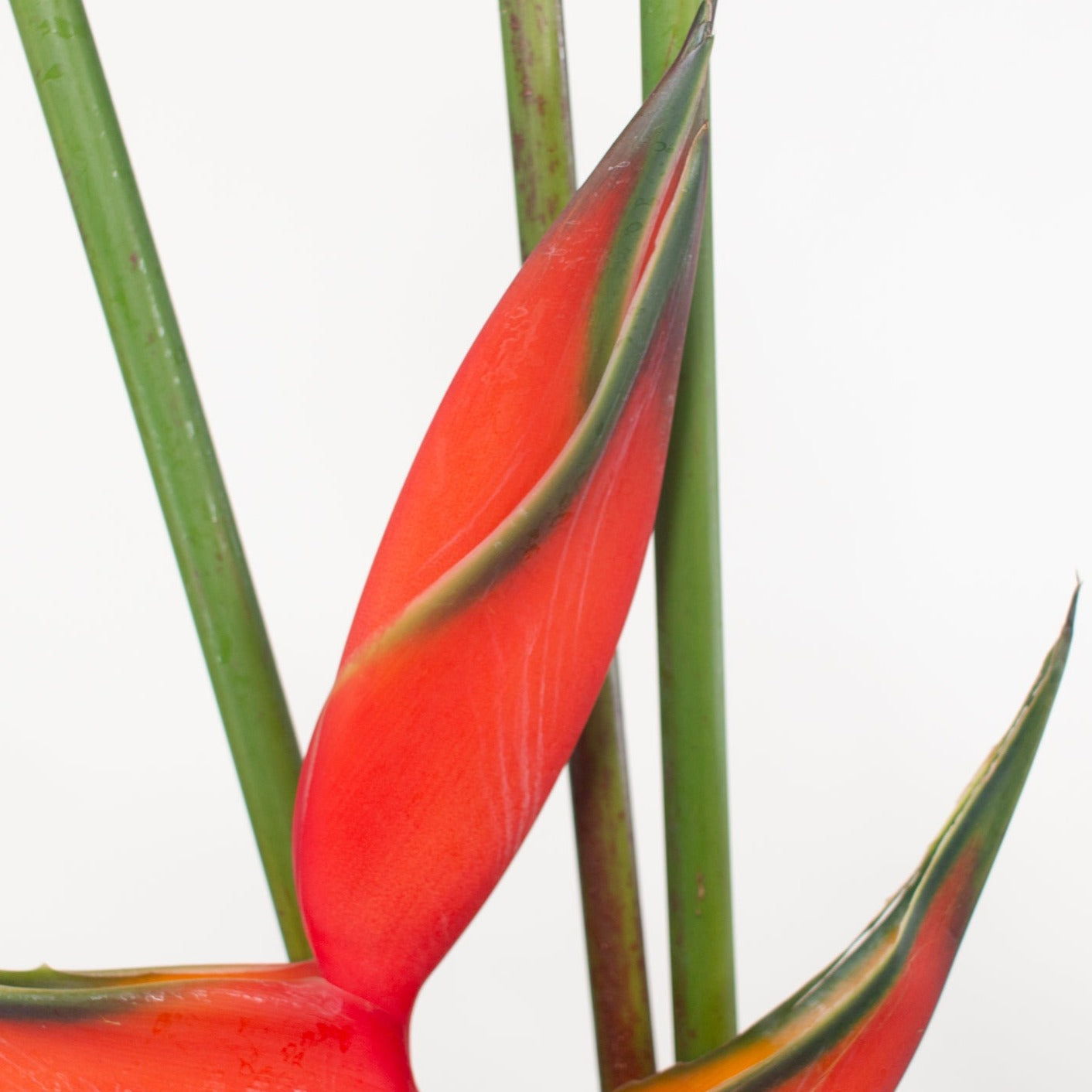 Bulk Red Iris Heliconia