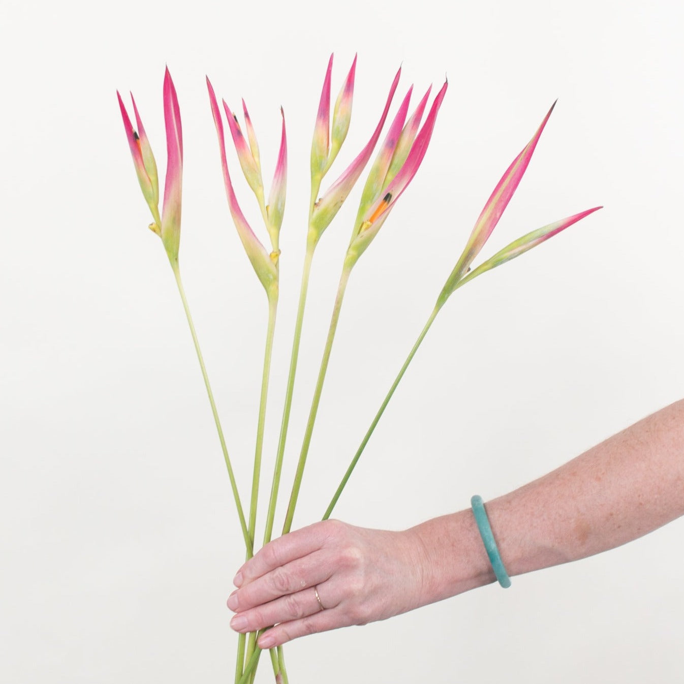 Bulk Sassy Heliconia