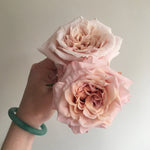 bulk peachy pink shimmer roses