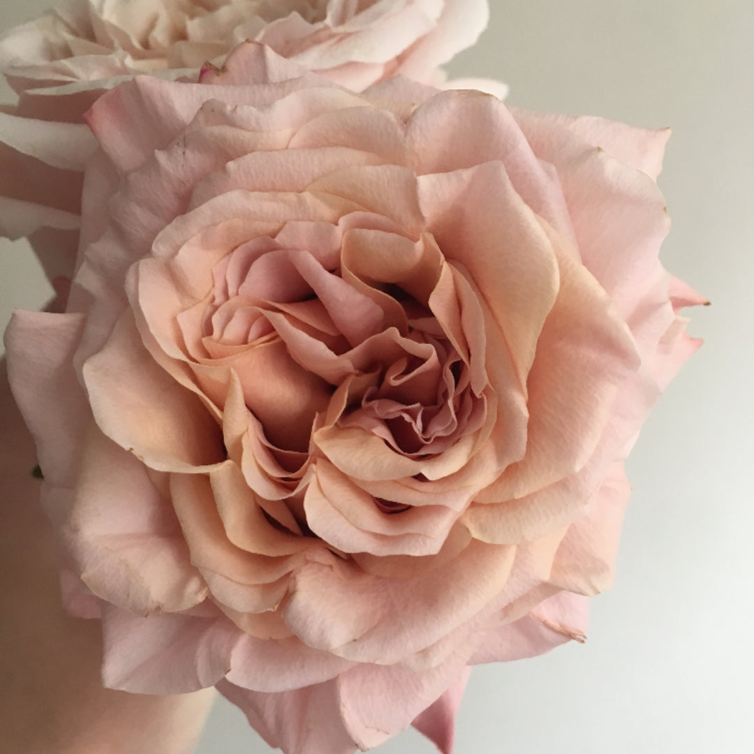 bulk peachy pink shimmer roses