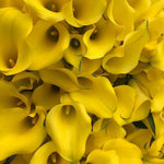 Bulk Yellow Mini Calla Lily