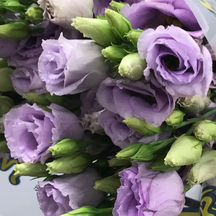 bulk lavender lisianthus