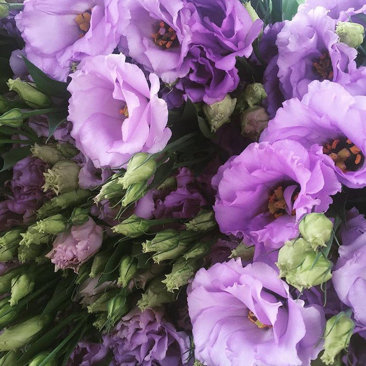 bulk lavender lisianthus