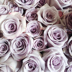 bulk lavender roses