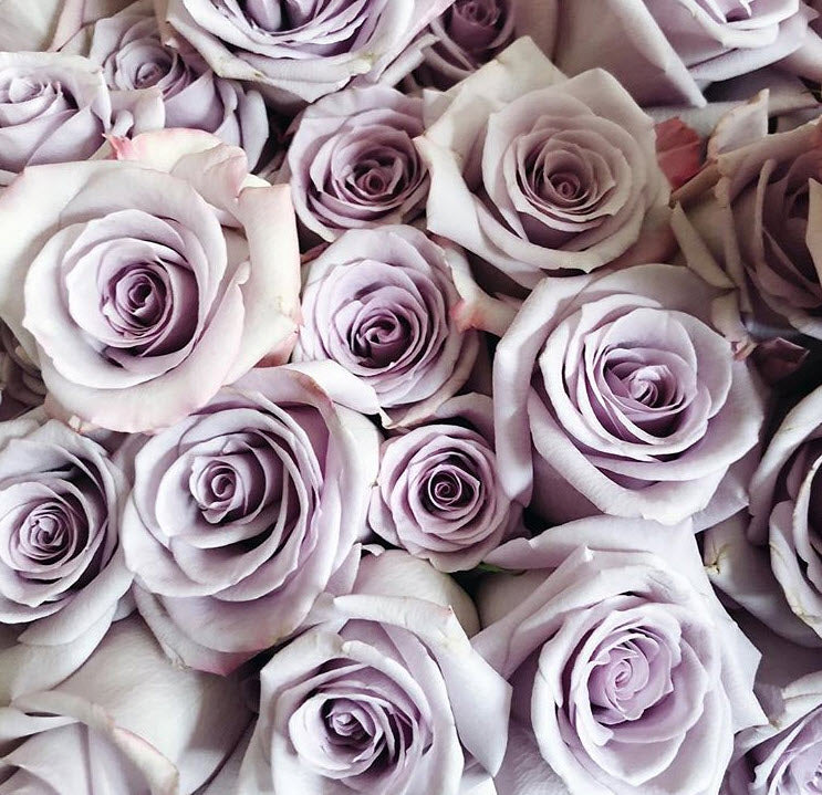 bulk lavender roses
