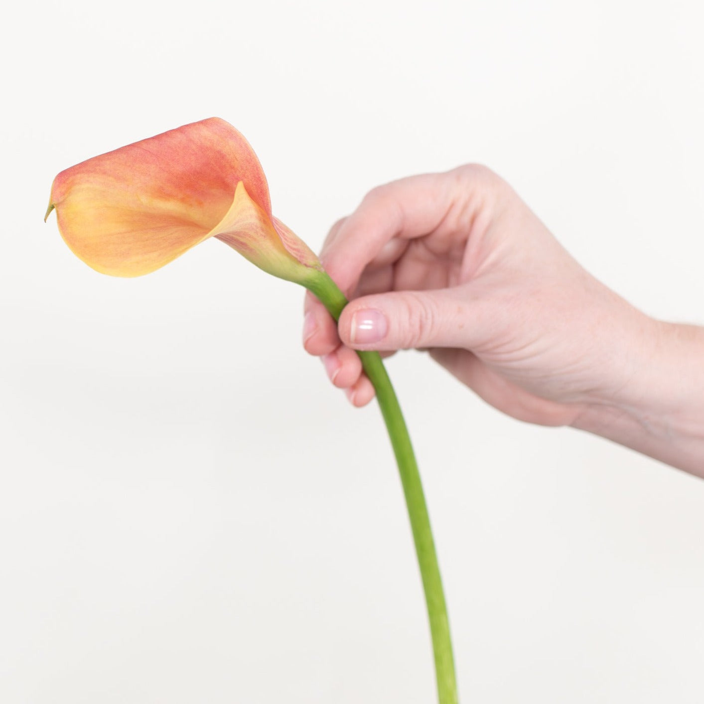 Bulk Orange Mini Calla Lily