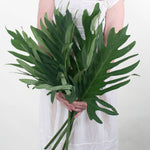 Bulk Philodendron Greenery