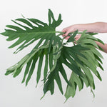 Bulk Philodendron Greenery