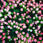 pink hypericum berries