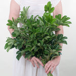 Bulk Schefflera Greenery