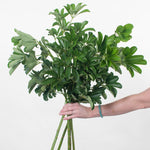 Bulk Schefflera Greenery