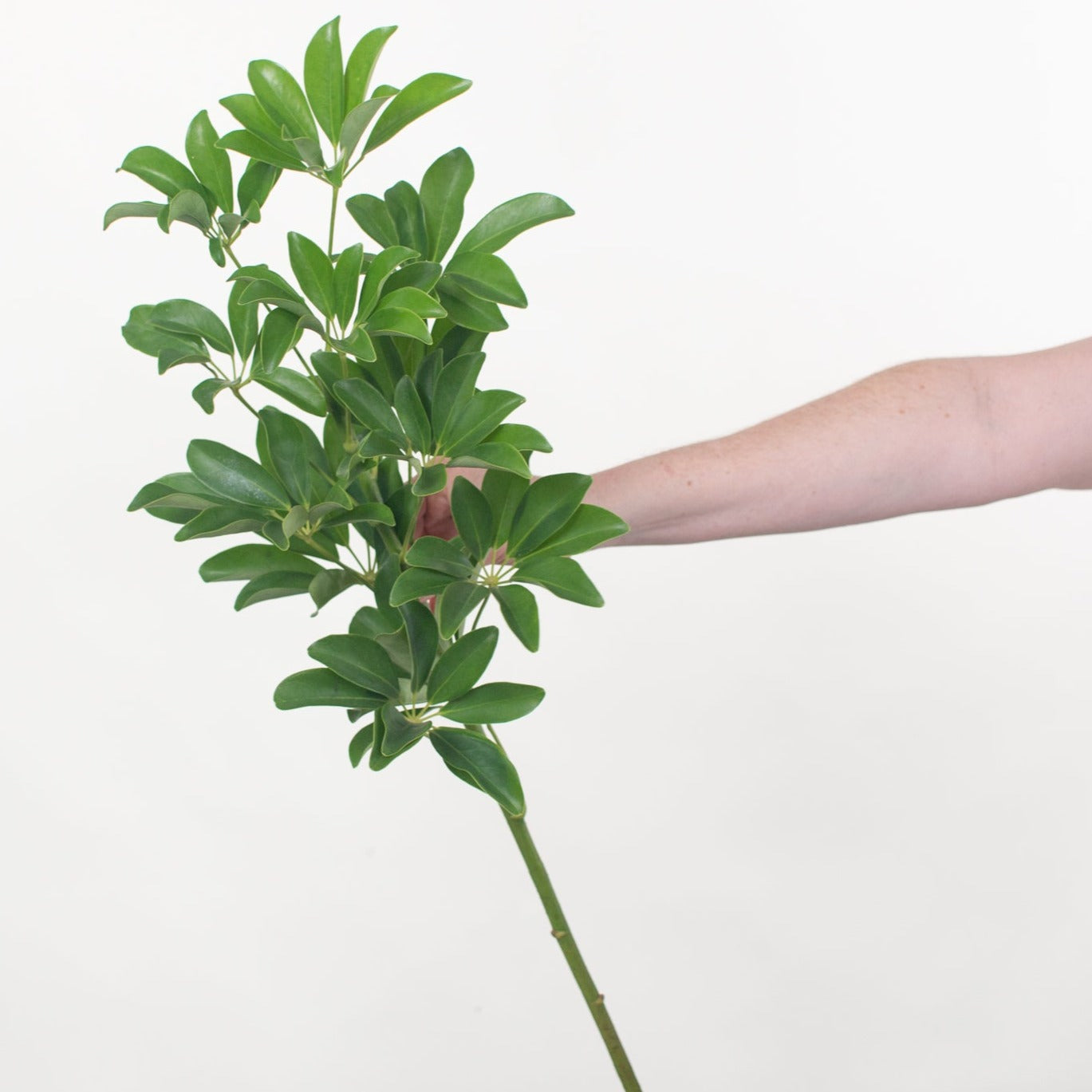 Bulk Schefflera Greenery