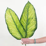 Bulk White Dieffenbachia Greenery