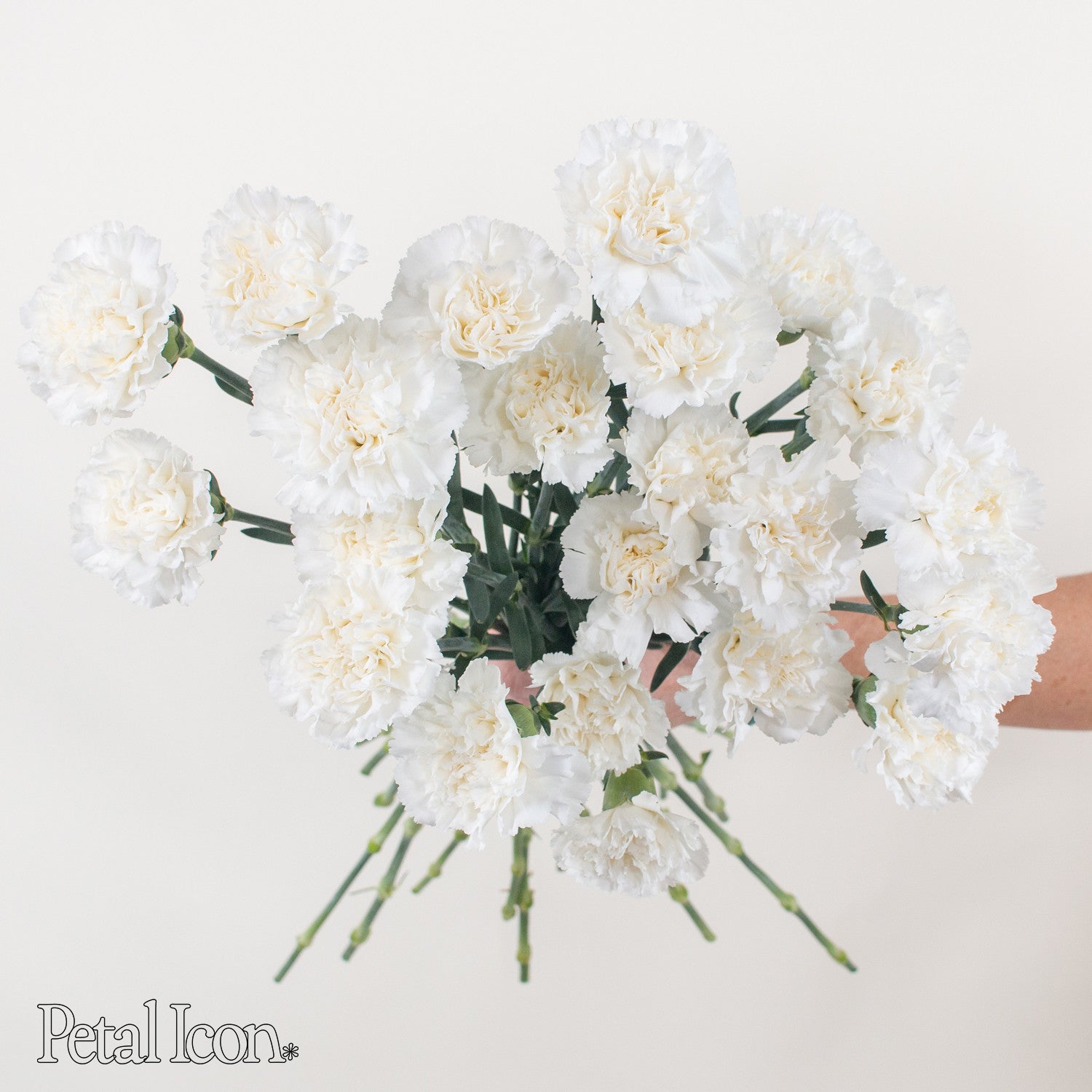 white carnations by petal icon