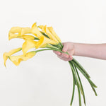 Bulk Yellow Mini Calla Lily