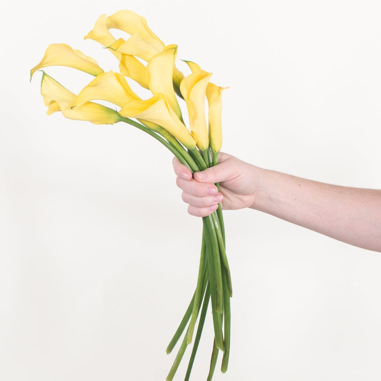 Bulk Yellow Mini Calla Lily