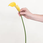 Bulk Yellow Mini Calla Lily