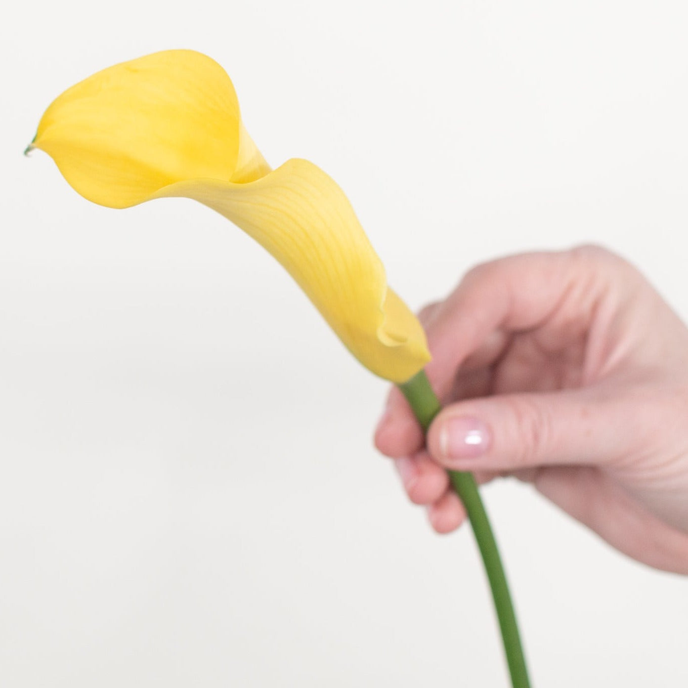 Bulk Yellow Mini Calla Lily