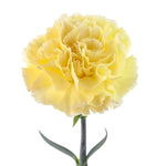 bulk yellow carnations