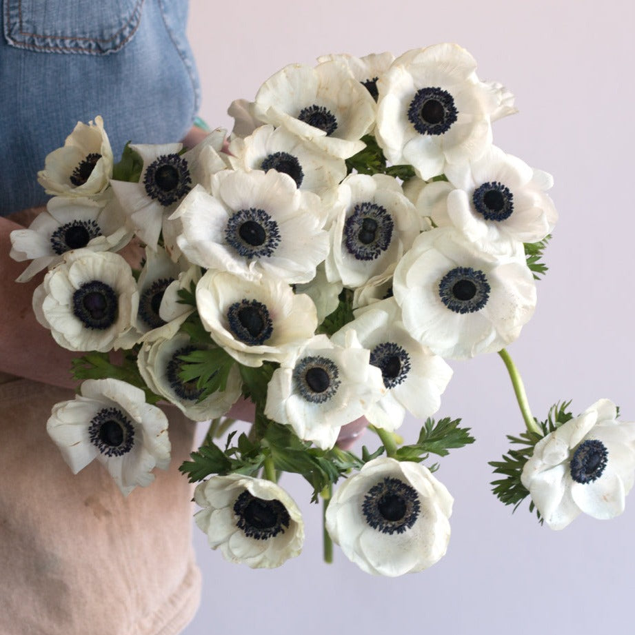 bulk white anemone flowers