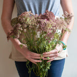 bulk chocolate queen anne's lace