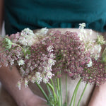 bulk chocolate queen anne's lace