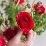 bulk red ranunculus